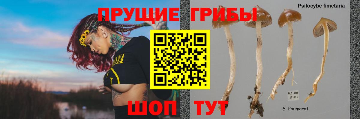 Сердобск  Псилоцибиновые грибы Cubensis  Вход с VPN 